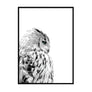 Owl Poster - Printers Mews