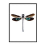 Dragonfly Poster - Printers Mews