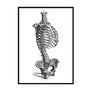 Human Skeleton Poster - Printers Mews