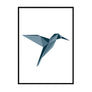 Hummingbird Poster