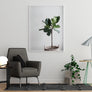 Potted Fig Poster - Printers Mews