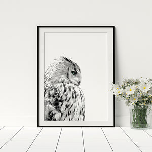 Owl Poster - Printers Mews