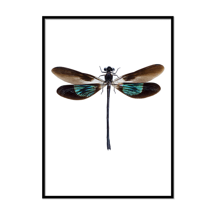 Dragonfly Poster - Printers Mews
