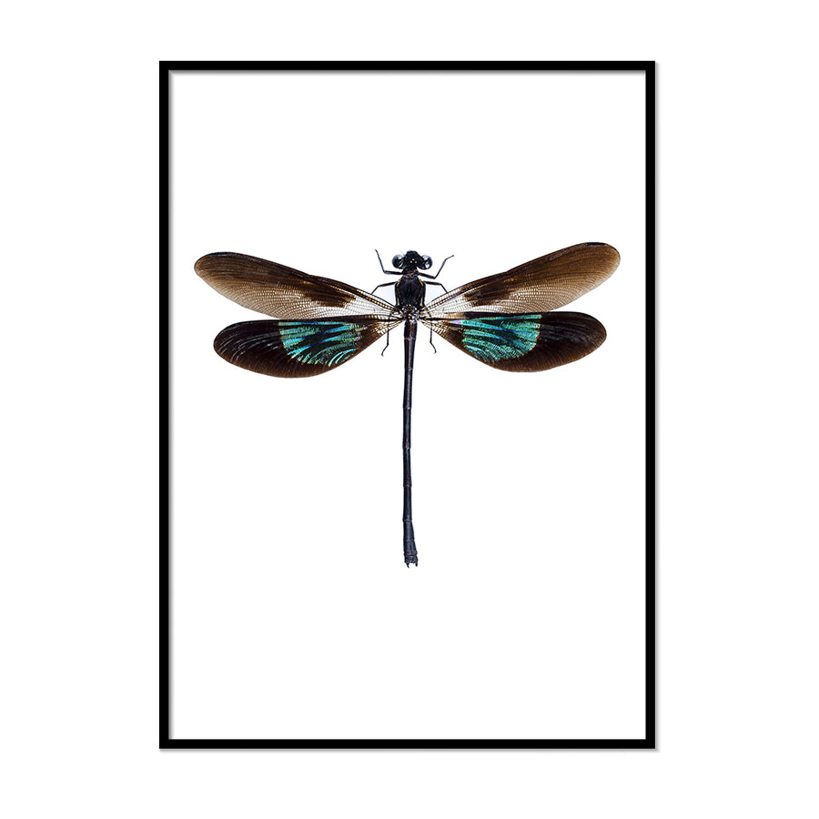 Dragonfly Poster - Printers Mews