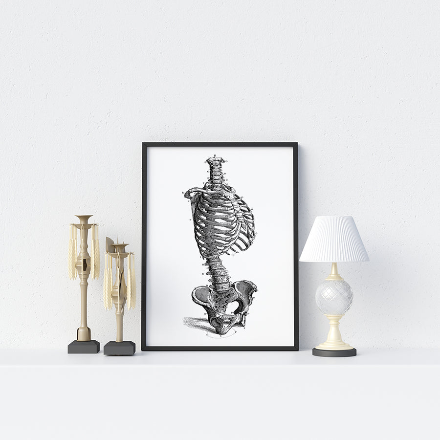 Human Skeleton Poster - Printers Mews