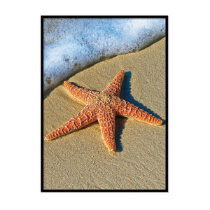 Starfish Waves Beach - Printers Mews