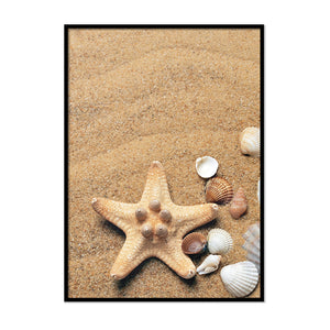 Starfish And Shells - Printers Mews