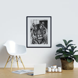 Tiger Poster - Printers Mews
