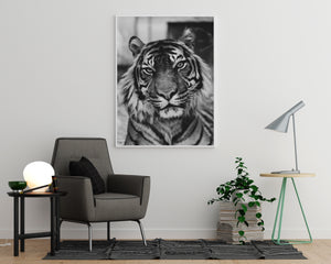 Tiger Poster - Printers Mews